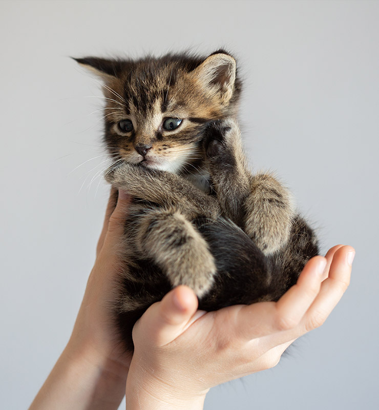 Kitten in a New Family Kitten in a New Family